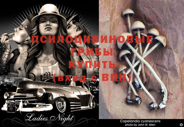 стаф Новодвинск