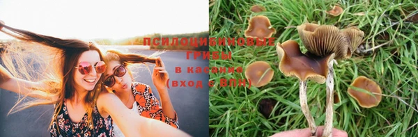 стаф Новодвинск